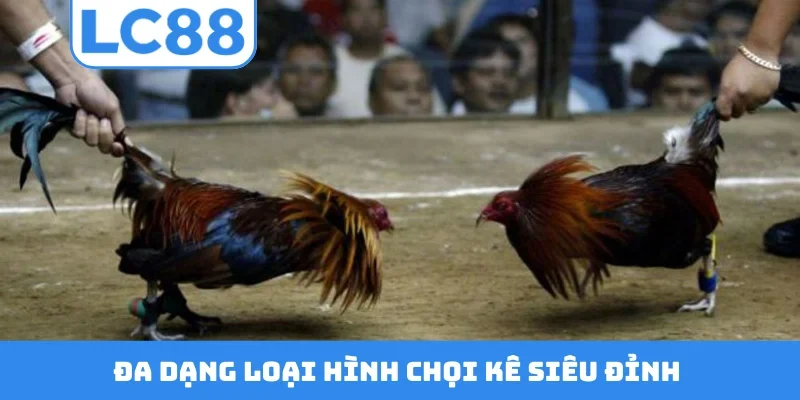 Đa dạng loại hình chọi kê siêu đỉnh