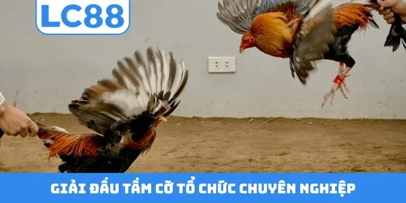 Giải đấu tầm cỡ tổ chức chuyên nghiệp