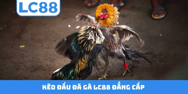 Kèo đấu đá gà LC88 đẳng cấp